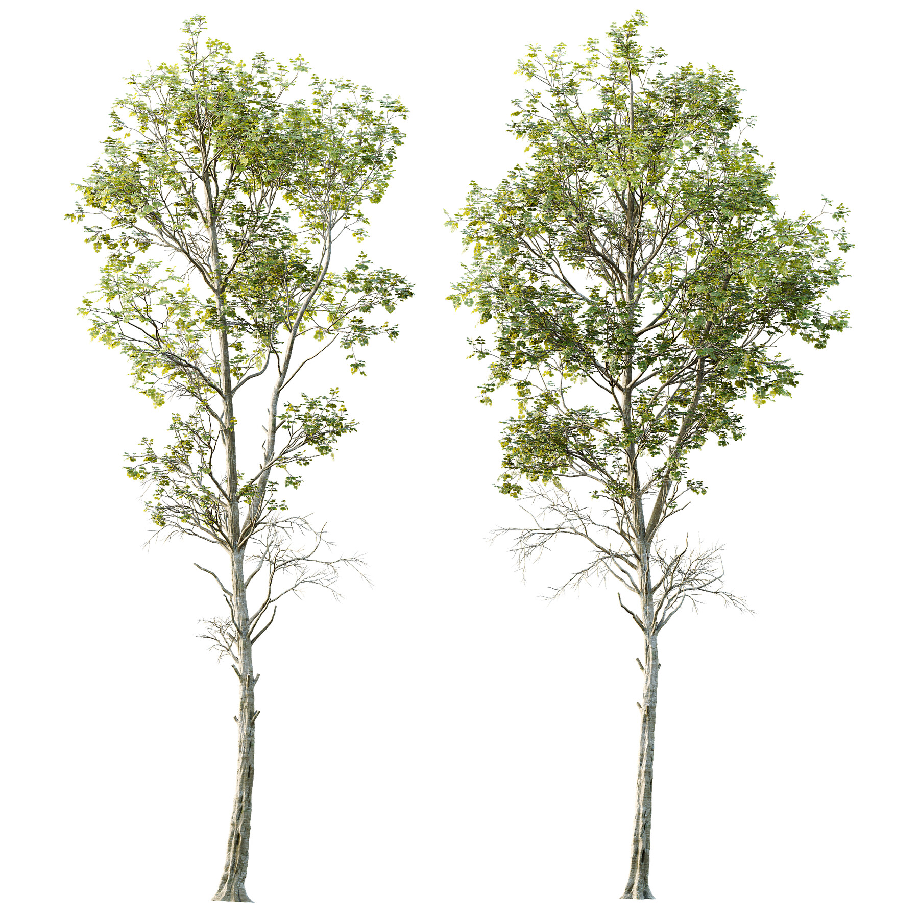 ArtStation - spring trees Betula Pendula and Fagus Sylvatica | Resources