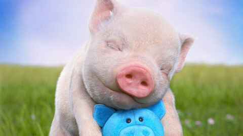 Fury the Piglet