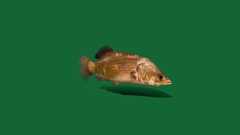 Barramundi Sea Perch Fish