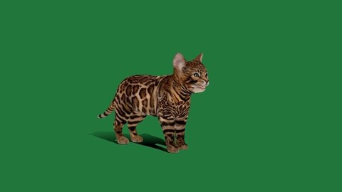 Bengal Kitten Cat