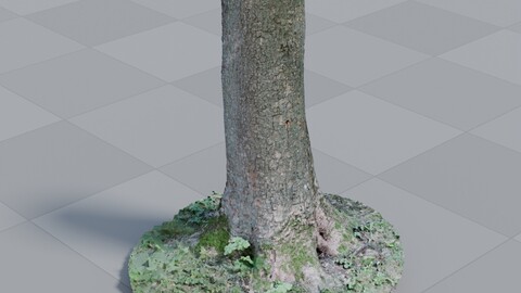 Tree Photoscan