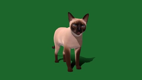 Siamese Cat