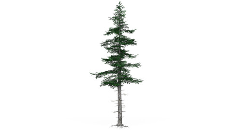 Low Poly Pine Tree 04