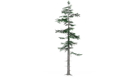 Low Poly Pine Tree 06