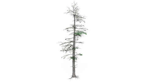 Low Poly Pine Tree 08