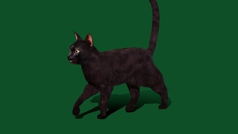 Black Domestic Cat