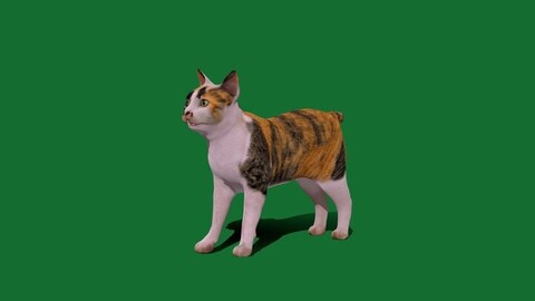 Japanese Bobtail Cat