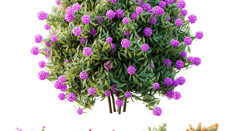 HQ Plants Rhododendron Shrub Arboreum Bush