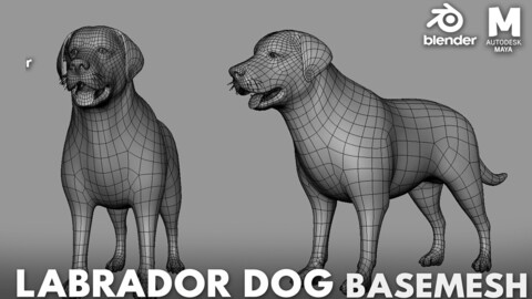 Labrador Dog ( Base Mesh) - Topology + UV map