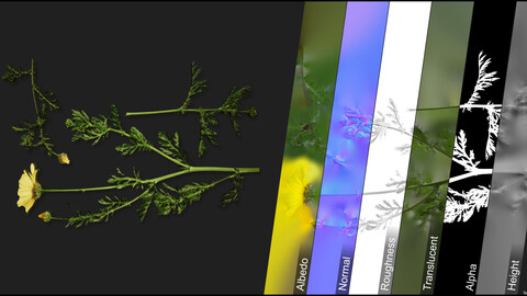 Photometric Scan Vegetation - Glebionis Coronaria - Kit 2