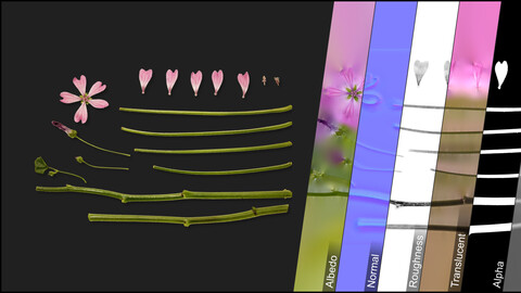 Photometric Scan Vegetation - Malva Setigera - Kit 1