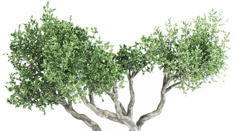 olive tree 02