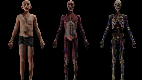 Boy Complete Anatomy 3D