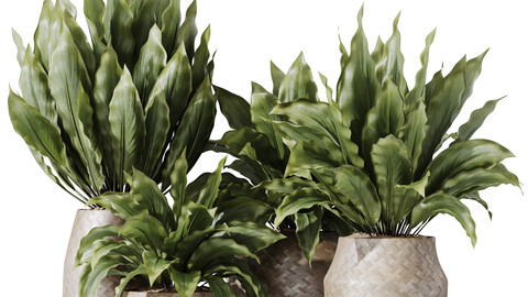 HQ HousePlants Spathiphyllum Wallisii Bellini Peace Lily Domino Set04