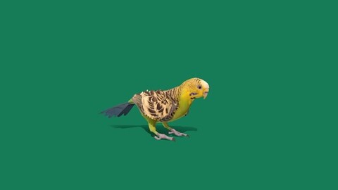 Budgerigar Parakeet Parrot Bird