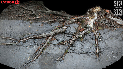 roots asphalt damaged road part1 photogrammetry