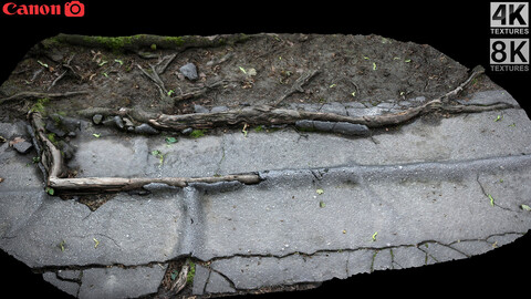 roots asphalt damaged road part7 photogrammetry