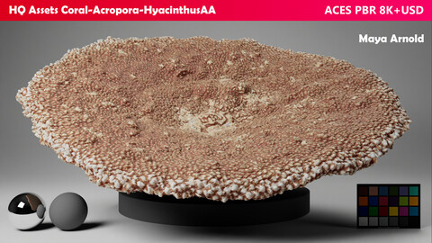 HQ Assets-Coral-Acropora-HyacinthusAA Arnold