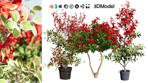 Photinia Plant in Pot