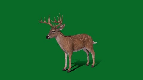 Virgina Deer