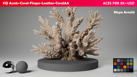 HQ Assets Coral-Finger-Leather-CoralAA Arnold