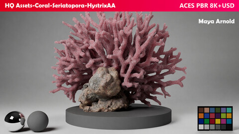 HQ Assets Coral Seriatopora HystrixAA Arnold