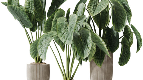 HQ HousePlants Cunjevoi Alocasia Jardin Brisbanensis Fittingly Elephant Set02