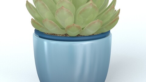 Echeveria in Pot