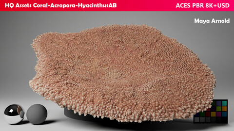 HQ Assets-Coral-Acropora-HyacinthusAB Arnold