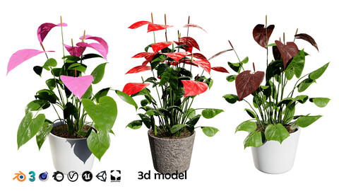 Anthurium plants collection