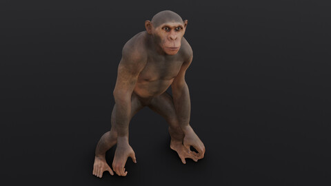 Animated Monkey 3D model