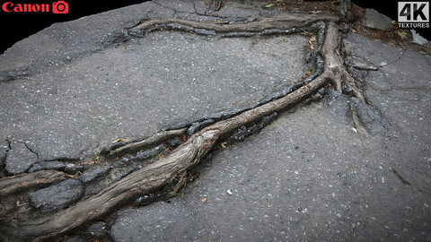 asphalt damaged road patch tree roots part7 Photogrammetry