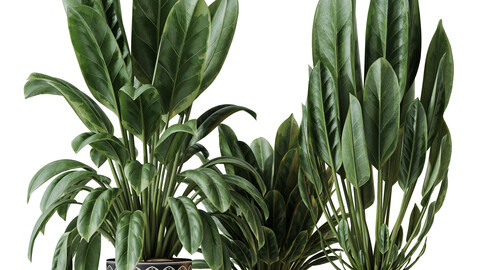 HQ HousePlants Ficus Elastica Beliza Tineke Variegated Rubber Set02