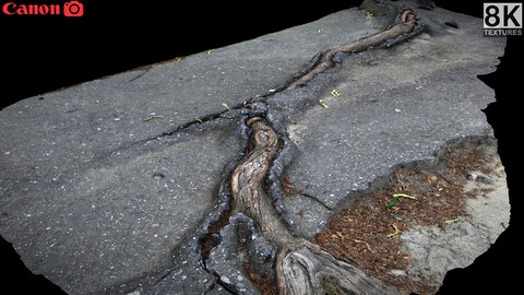 asphalt damaged road patch tree roots part9 Photogrammetry