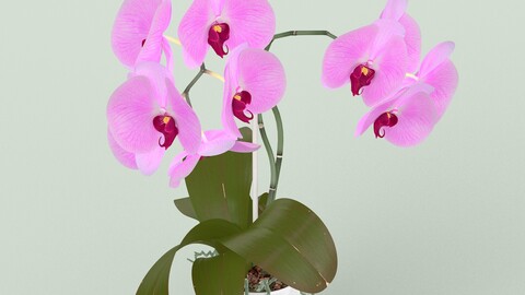 Orchid in Pot 3D model