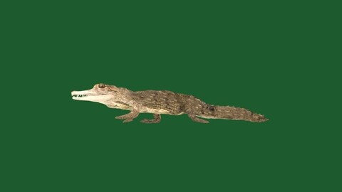 American Crocodile