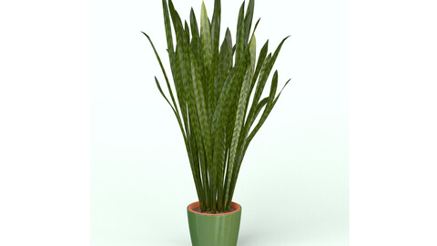 Snake Plant 3D model