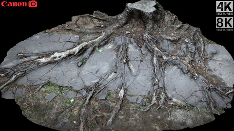 asphalt damaged road tree roots part12 photogrammetry