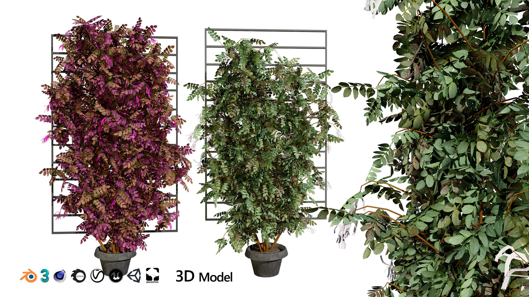 ArtStation - Potted Loropetalum Spalliera Climbers 3D Model | Resources