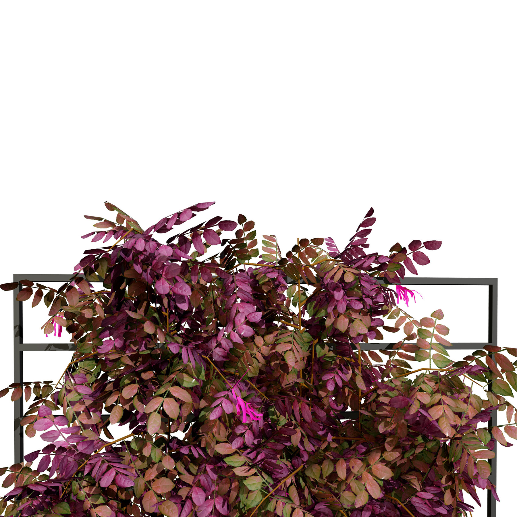 ArtStation - Potted Loropetalum Spalliera Climbers 3D Model | Resources