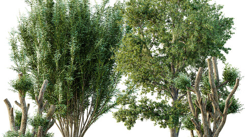 Pollard willow and Angel Oak Live Tree Spanish Moss