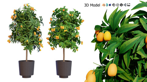 citrus trees collection