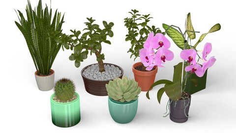 Pot Plants Collection