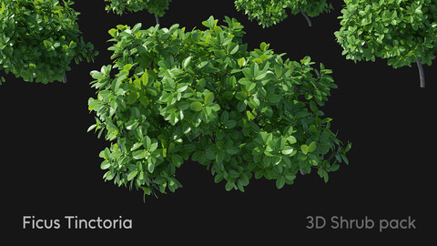 Ficus Tinctoria shrub pack