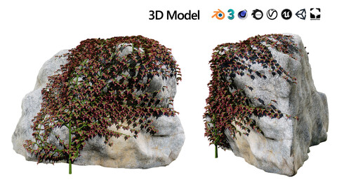 Parthenocissus Ivy on Rock 3D Model