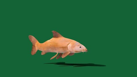 Common Barbel Fish