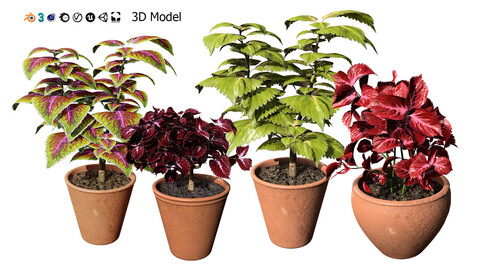 Potted Coleus Plant 3D Model