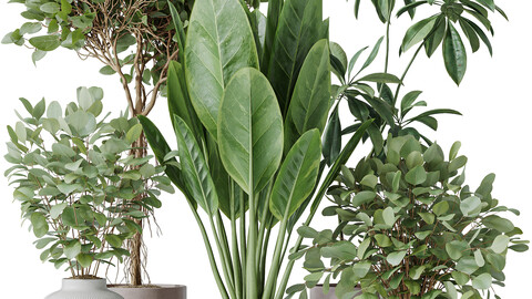 Indoor plants set 110 Eucalyptus Bouquet and Ficus Beliza