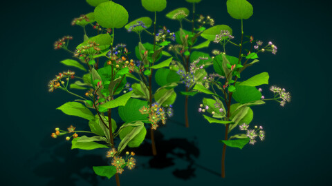 Flower Tilia Cordata