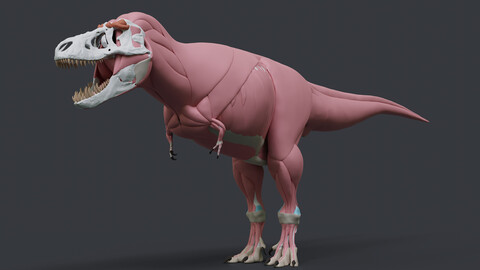 Tyrannosaurus rex Muscle Anatomy